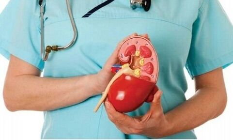 človeška ledvica kot življenjski prostor parazita alveokoka