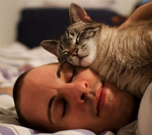 spanje z mačko kot vzrok zajedavcev parazitov
